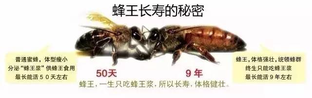 传播途径 荆条蜂蜜 怎么分辨蜂蜜真假 辽宁省 蜂蜜珍珠粉面膜怎么做