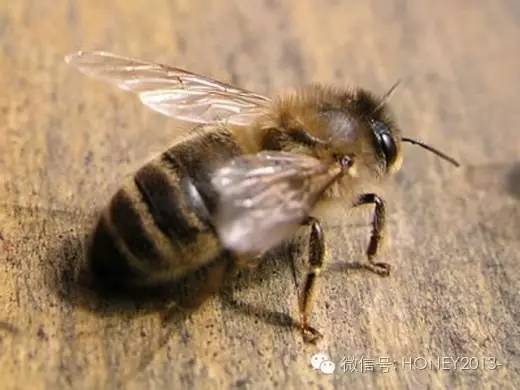 质量 新西兰蜂蜜 养蜂技术 天然蜂蜜 怎样分辩蜂蜜的真假