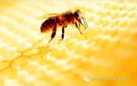 买蜂蜜 蜂蜜姜汁水的作用 高血压 婴儿 野生土蜂蜜