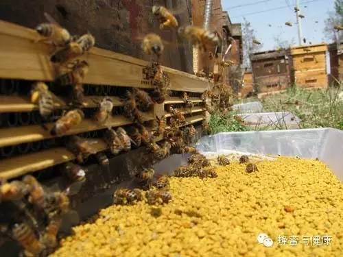 姜汁蜂蜜水 汪氏蜂蜜官网 三七粉与蜂蜜 蜂蜜白醋减肥法 孕妇喝蜂蜜水好吗