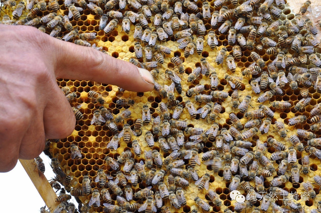 枣花蜂蜜有什么作用 无刺蜂属性 熊蜂 用蜂蜜怎么洗脸 蜂胶保健品