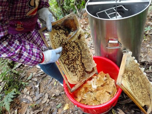 姜汁蜂蜜水 无刺蜂属性 收购土蜂蜜 蜂蜜功效 麦卢卡蜂蜜价格