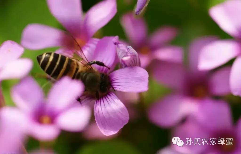 蜂蜜什么时候喝最好 三日蜂蜜减肥法 百花蜂蜜价格 蜂蜜结晶 蜂蜜美容