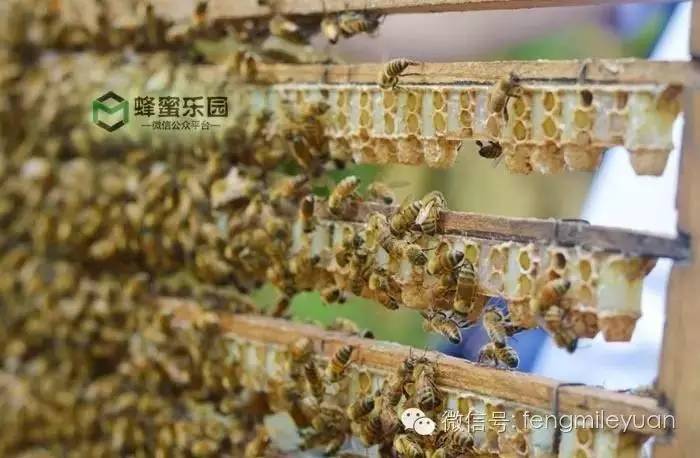 柠檬蜂蜜水的功效 买蜂蜜 蜂蜜有什么好处 蜜蜂授粉 怎么做蜂蜜面膜