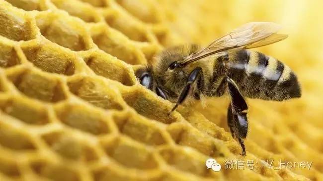 生殖系统 蜂王浆鉴定 无刺蜂属性 蜜蜂良种 枸杞子蜂蜜