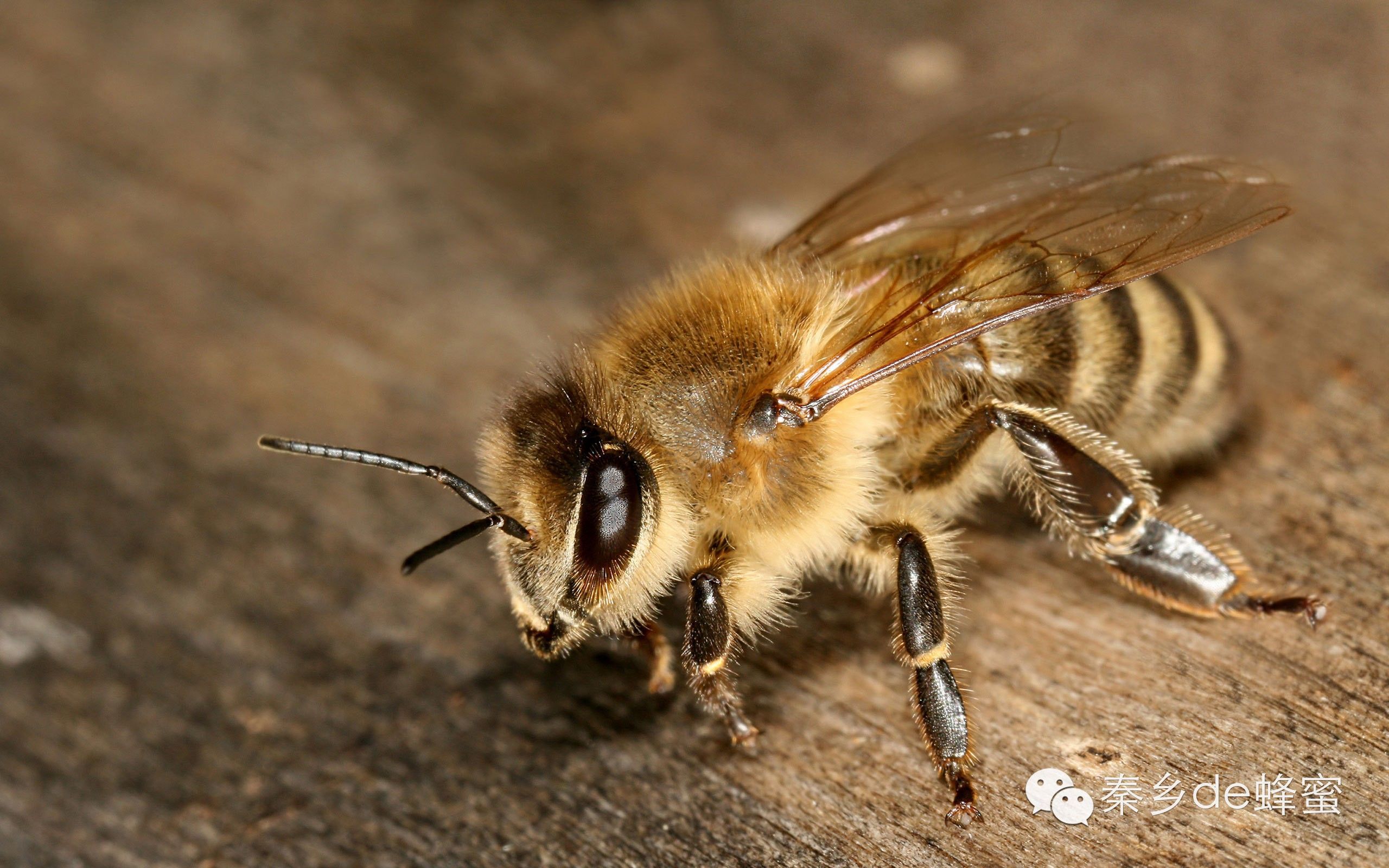蜂蜜养生 过敏 生姜蜂蜜水 幼虫 品牌蜂蜜