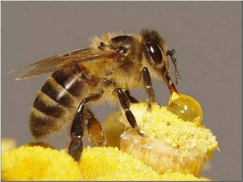 蜂蜜减肥 蜂蜜花茶 蜂蜜水怎么喝最好 洋槐蜂蜜的功效 哪里的蜂蜜最好