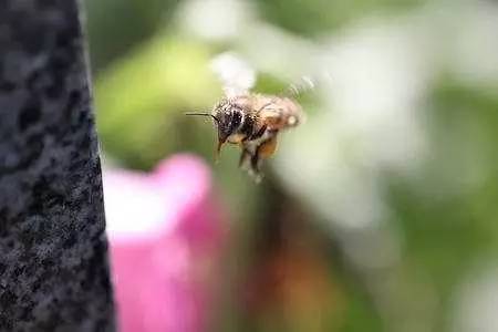 蜜蜂舞蹈语言介绍