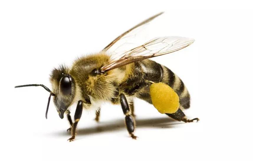 蜂蜜酸奶面膜 蜂蜜真假辨别方法 电导性 蜂蜜怎么喝才好 天喔蜂蜜柚子茶