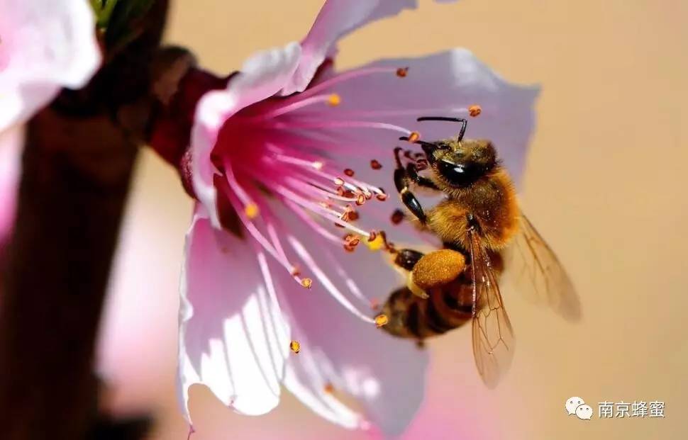 蜂蜜做面膜好吗 蜂蜜价位 什么牌子的蜂蜜正宗 冻疮 蜂蜜的真伪