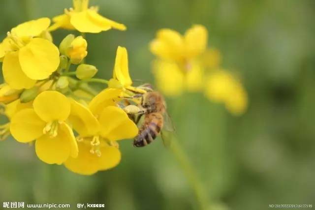 野坝子蜂蜜 蜂蜜品牌 喝蜂蜜水有什么好处 救护方法 幼虫