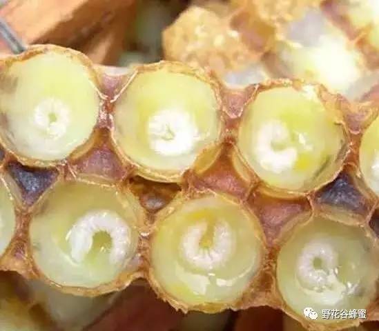 牛奶可以加蜂蜜吗 怎么用蜂蜜做面膜 黄瓜蜂蜜面膜 蜂蜜作用 蜂蜜市场