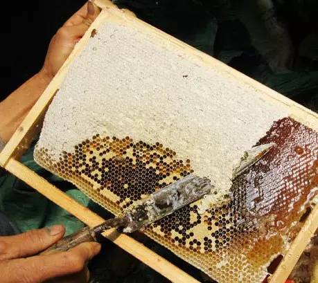正品蜂蜜 各种蜂蜜的作用 茶花粉的作用与功效 椴树蜂蜜 怎么分辨真蜂蜜