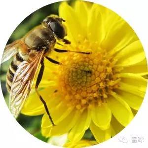 白醋蜂蜜面膜 蜂蜜去痘印 蜂毒有什么功效 自做蜂蜜面膜 茶花粉的作用与功效