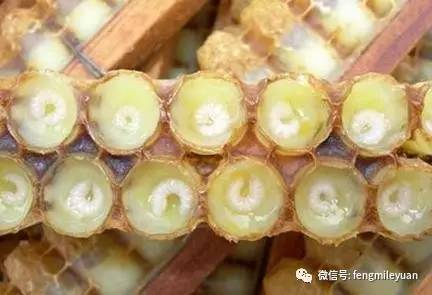 蜂蜜姜 哪里可以买到真蜂蜜 红糖蜂蜜面膜功效 蜂蜜的作用 养蜂视频