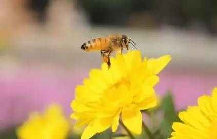 乌发汤 蜂蜜的保质期 哪能买到真蜂蜜 蜂蜜的价格 历史