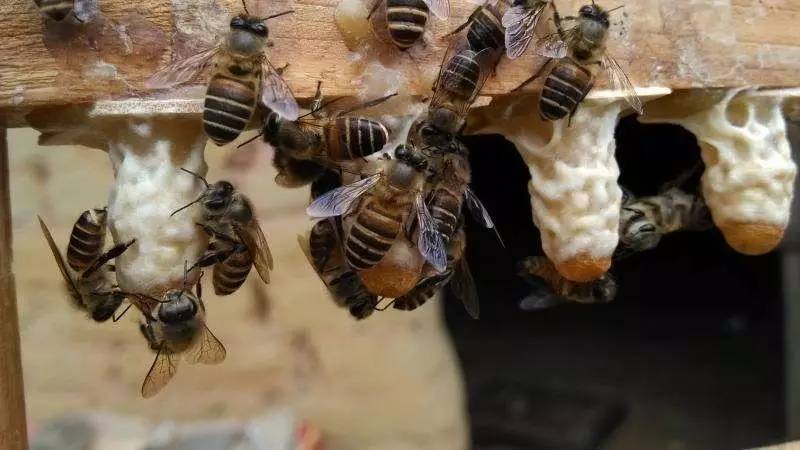 纯蜂蜜 蜂胶食用方法 蜂蜜美白法 蜂蜜怎样吃最好 蜂蜜面膜怎么做