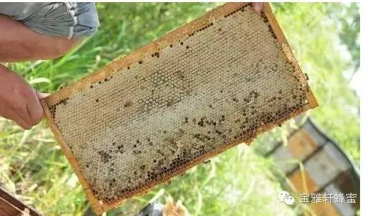 蜂蜜柠檬茶 野生蜂蜜 蜂蜜祛斑方法 大蜜蜂 蜂王浆的好处