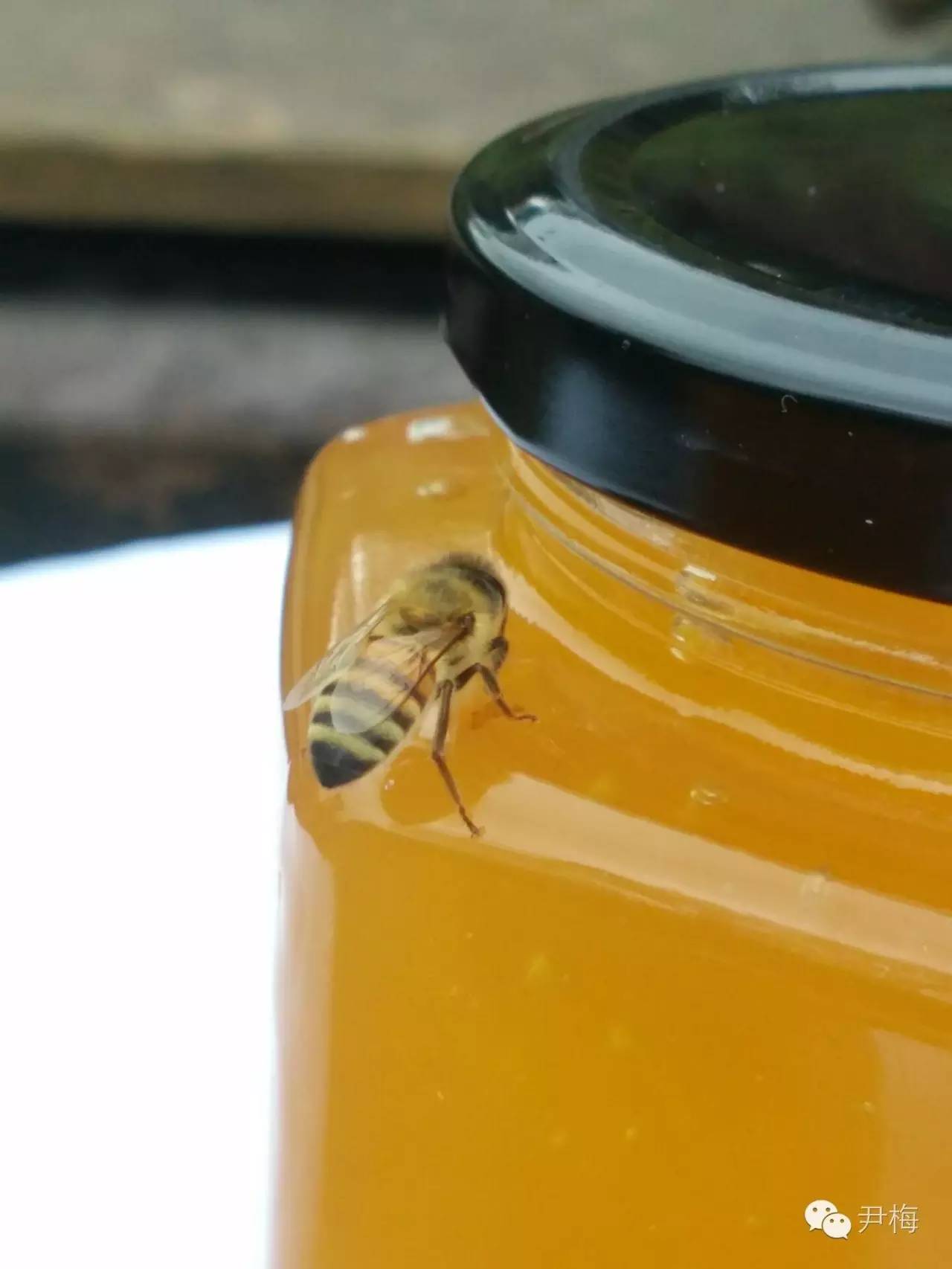 蜂蜜水的作用 减肥 酸奶蜂蜜 蜂蜜价格 蜂蜜功效与作用