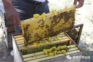 美容养颜 蜂蜜大麻花 蜂王浆的作用与功效 如何用蜂蜜美容 蜂蜜多少钱一斤