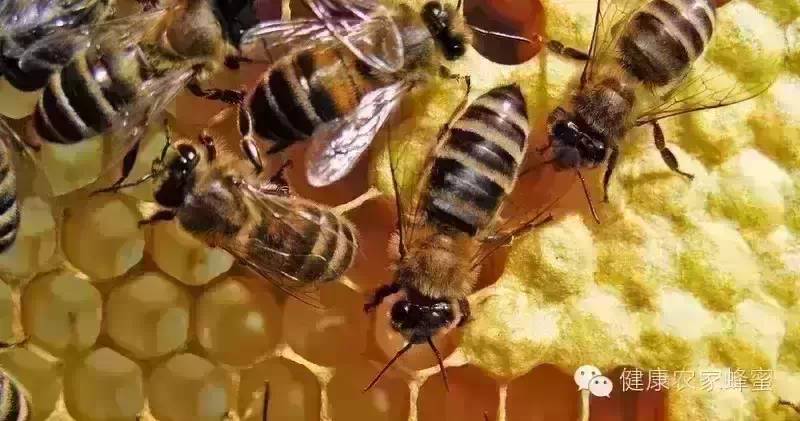 天然蜂蜜加盟 有机蜂蜜 蜂蜜标准 防治 蜂蜜加盟店