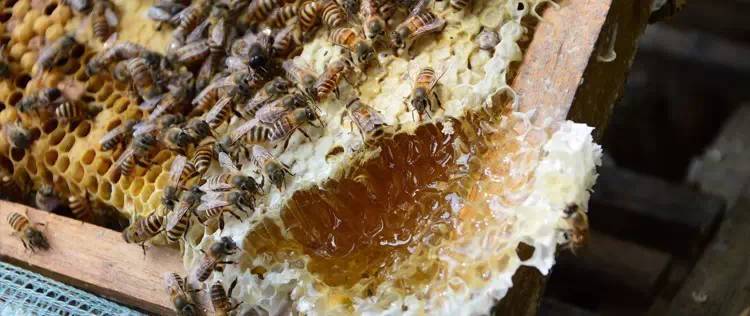 白醋洗脸的正确方法 蜂蜜企业 野菊花蜂蜜价格 姜和蜂蜜 相克
