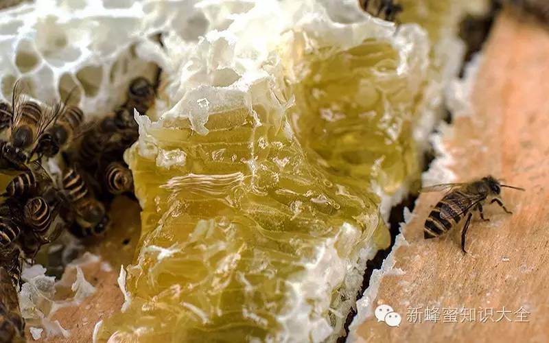 壁蜂分布 哪家的蜂蜜好 喝蜂蜜有什么好处 蜂蜜美容面膜 果糖