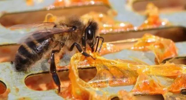 【蜂奥·头条】近5年蜂胶在医学领域的实验研究进展（二）
