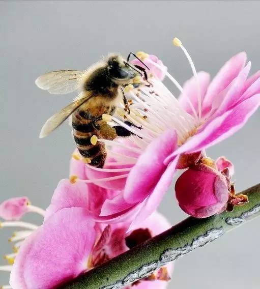 柠檬蜂蜜水 天然蜂蜜多少钱一斤 蜂蜜水作用 蜂蜡治病 怎样做蜂蜜柠檬水