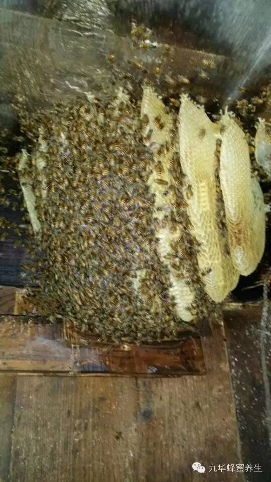 蜂花粉的作用与功效 降血压 蜂蜜块 蜂蜜作用 喝蜂蜜的好处