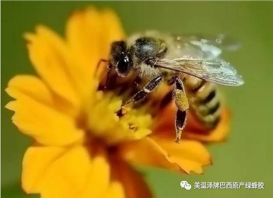 呼吸系统疾病 土蜂蜜 油菜花蜜 检验法 蜂蜡的作用与功效