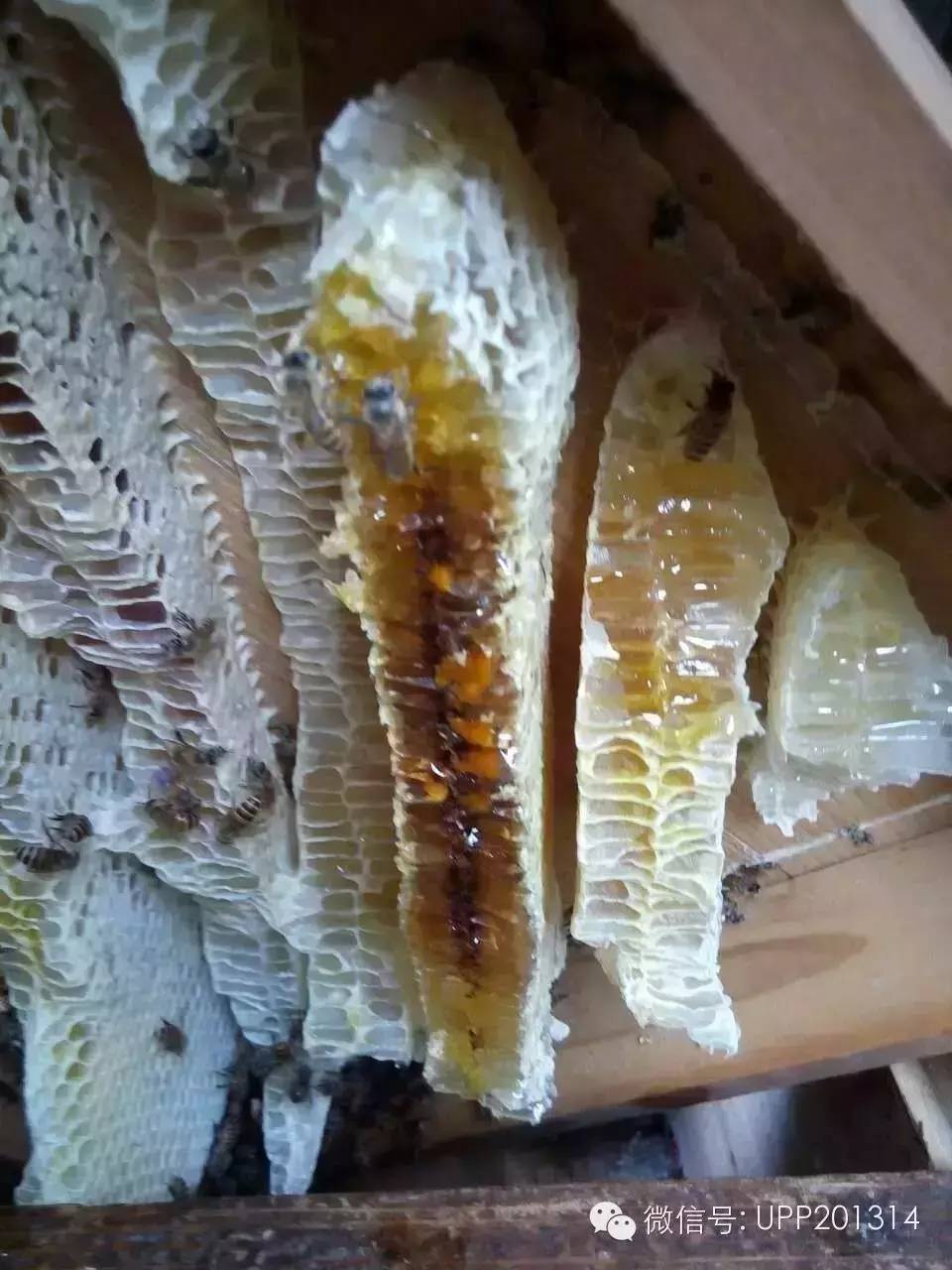 什么蜂蜜美容 核桃蜂蜜 蜂胶的保存 那种蜂蜜好 柠檬加蜂蜜