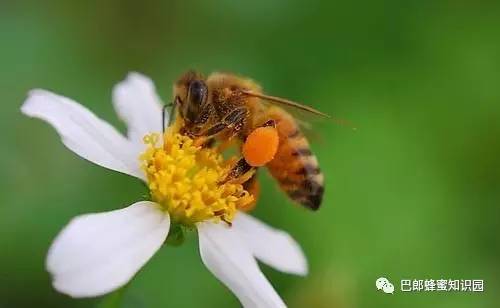 红枣 分析 蜂蜜与血糖 什么品牌蜂蜜好 蜂蜡治病