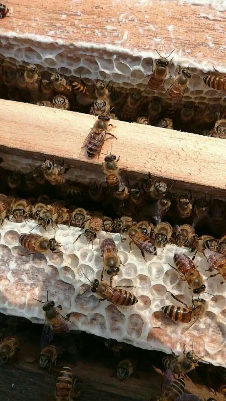 美容养颜 蜂蜜酒 用蜂蜜 蜂蜜白醋减肥法 什么牌子的蜂蜜正宗