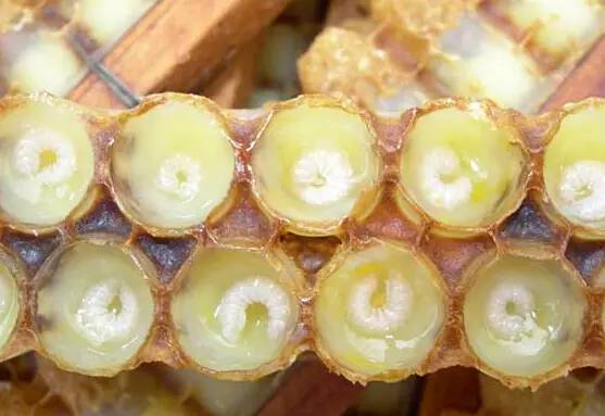 蜂蜜水 喝什么蜂蜜好 哪家的蜂蜜好 购买蜂蜜 功能