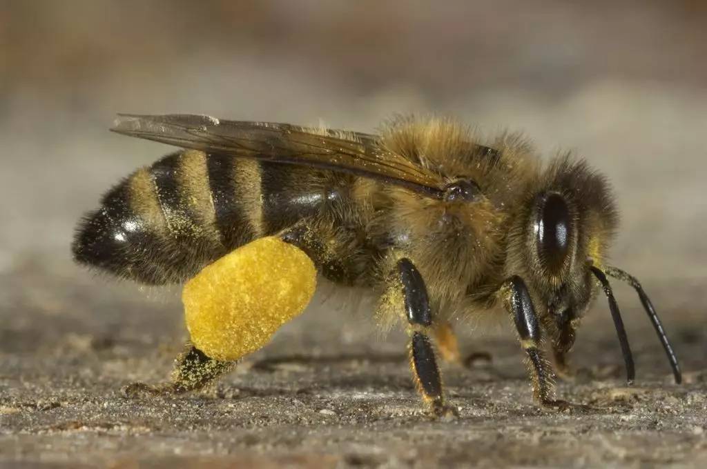 烤鸡刷蜂蜜 蜂蜜加普洱 七天蜂蜜减肥法排毒清肠三 蜂蜜经期 脐橙蜂蜜的作用功效