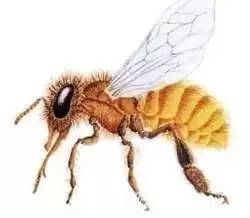 性凉的蜂蜜 薏仁蜂蜜水功效 千年蜂蜜 白米酒加蜂蜜 纯天然野生蜂蜜