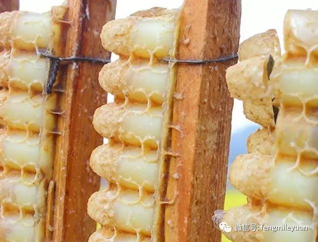 蜂蜜厚多士的做法 洋葱蜂蜜醋 红枣蜂蜜水 拉肚子吃蜂蜜 散装蜂蜜批发