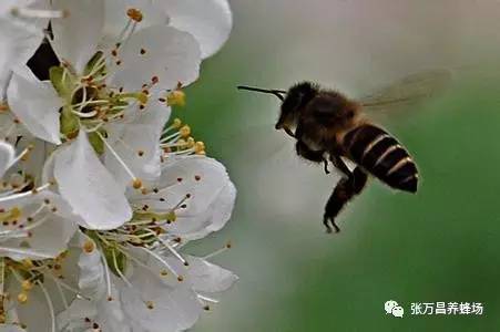 春天来了，冬眠的小蜜蜂都苏醒了
