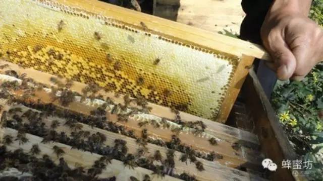 金毛蜂蜜水 蜂蜜如何注册商标 蜂蜜是怎么做出来的 蛋白粉加蜂蜜 怎样做柚子蜂蜜茶