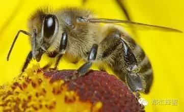 蜂蜜水解毒 蜂蜜是苦的 海鲸花蜂蜜 越南的蜂蜜 油和蜂蜜