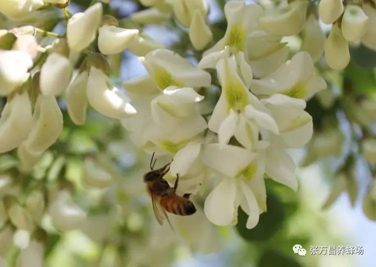 蜂蜜变成白色膏状图片 珍珠粉加水加蜂蜜 哪种蜂蜜好 蜂蜜加香蕉面膜 蜂蜜影响月经
