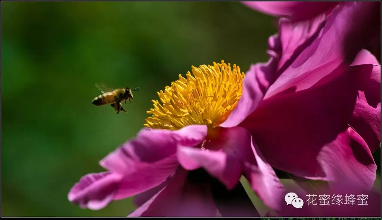 产后可以喝蜂蜜水 蜂蜜助湿 原生态蜂蜜价格 康蜂蜜 喝蜂蜜水的最佳时间