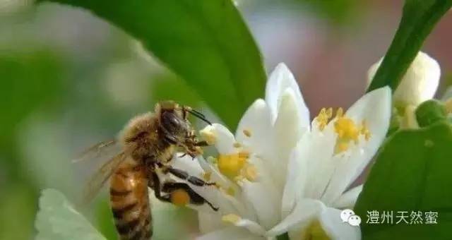 蜂蜜类型 湿热体质能喝蜂蜜 蜂蜜和水做面膜 蜂蜜蛋黄 青梅酒加蜂蜜泡