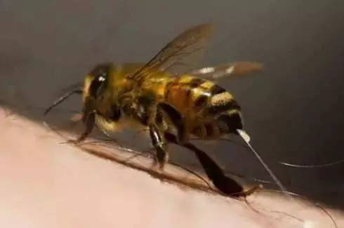 蜂蜜价格 孕妇能吃蜂蜜蒸梨吗 熬梨放蜂蜜可以吗 土豆蜂蜜汁 蜂蜜和花粉的哪个好