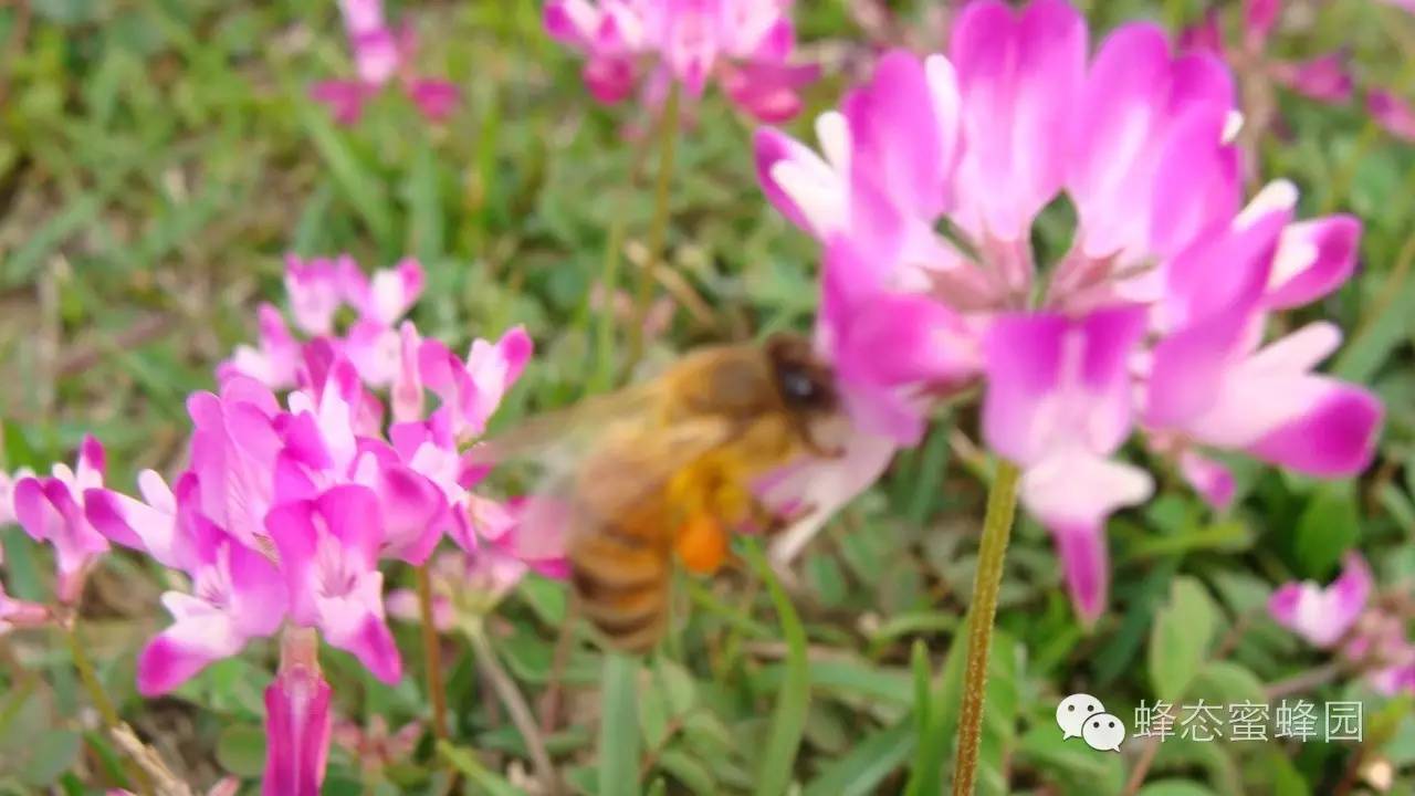 美女蜂蜜 蜂蜜特别稠怎么回事 郑州纯蜂蜜 橘花蜂蜜 蜂蜜有什么好处