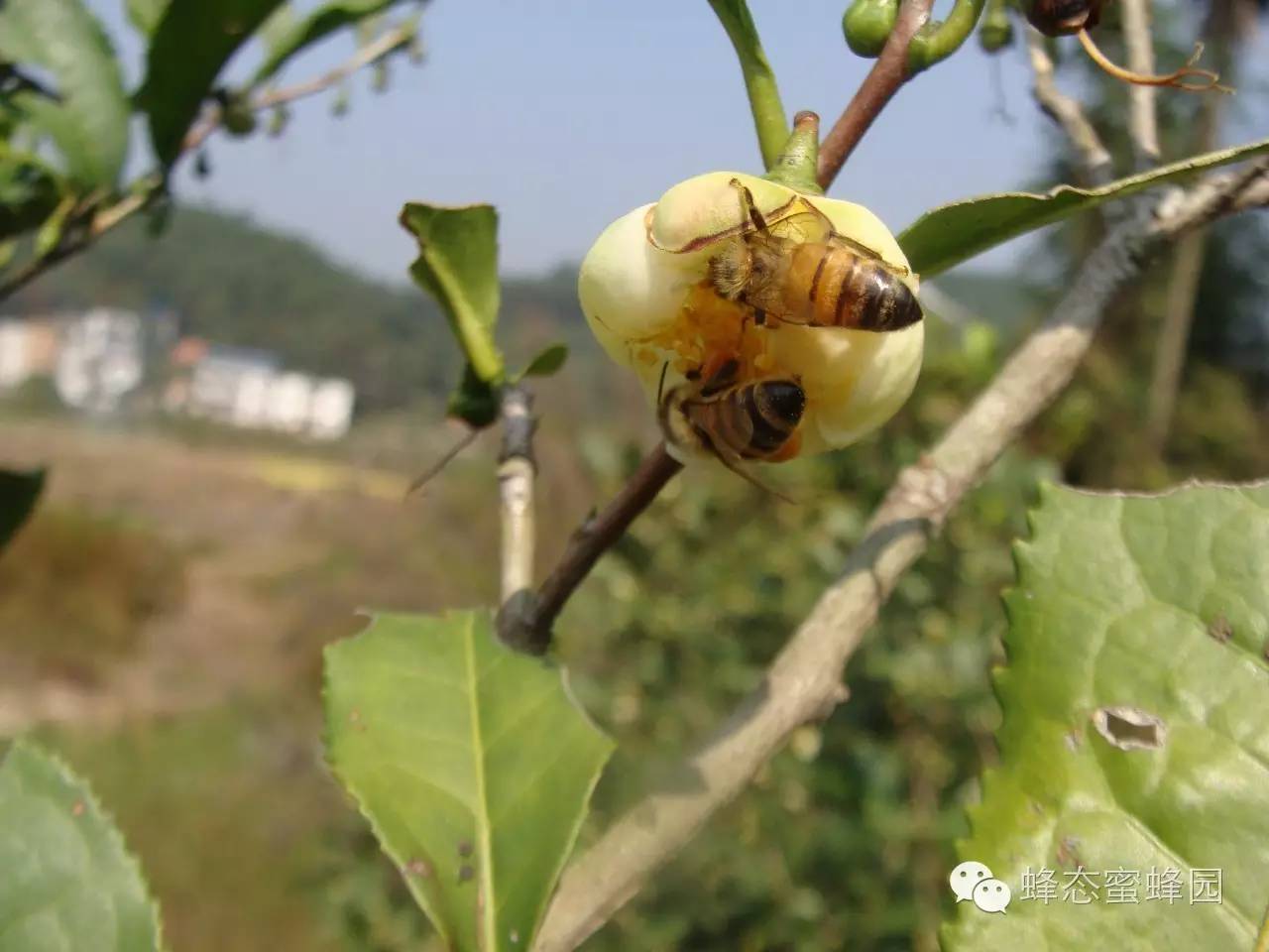 蜂蜜发酸 蜂蜜冷藏结晶 蜂蜜不耐受 蜂蜜能和枸杞 茶能和蜂蜜一起喝吗