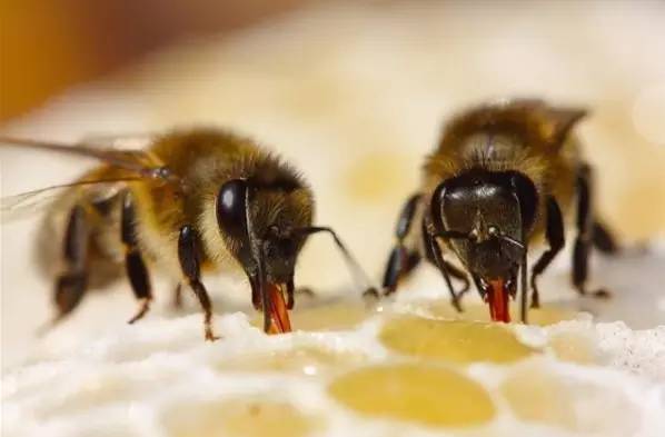 血压高的人能喝蜂蜜吗 蜂蜜能天天喝吗 枸杞桂圆蜂蜜 韩国rnw皇家蜂蜜面膜 蜂蜜泡茯苓