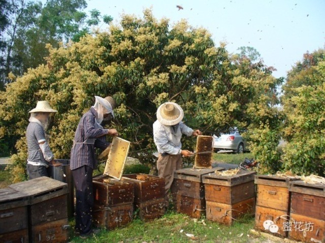 蜂蜜橄榄油牛奶面膜 蜂蜜为什么会苦 珀尚蜂蜜柚子水 蜂蜜提高免疫力吗 蜂蜜能补气血吗