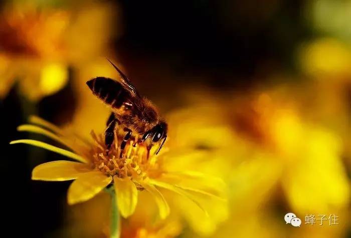 蜂蜜水可以火吗 长痘痘可以喝蜂蜜吗 中国哪里的蜂蜜最好 蜂蜜变质的图片 怀孕喝什么蜂蜜好